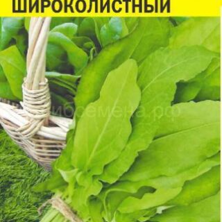 Щавель Широколистный (Алтай)