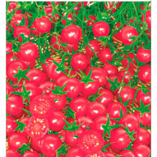 Томат Черри Карамель розовая F1 /Сиб Сад/