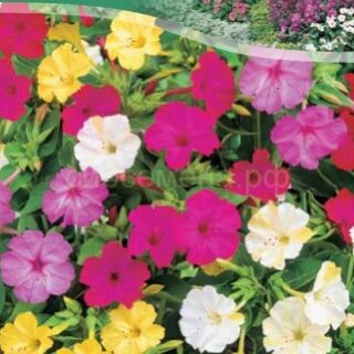 Мирабилис Ночная красавица 1гр./цв/