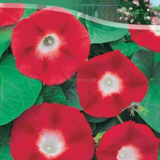 Ипомея СКАРЛЕТ О ХАРА /цв./