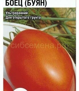 Томат БУЯН /БОЕЦ /СибСад/