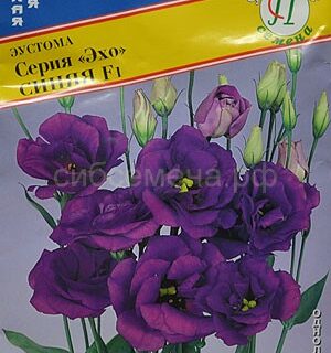 Эустома Эхо синяя F1 /Престиж/