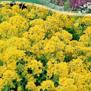 Алиссум многол. Золотая россыпь 0,2гр./цв./