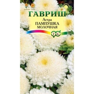 Астра ПАМПУШКА молочная /Гавриш/