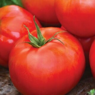 Томат Король ранних (УД)