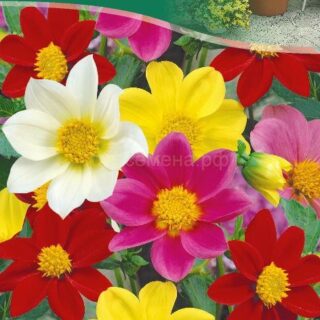 Георгина Веселые ребята, 0,2г (цв.)