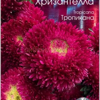 Астра хризантелла ТРОПИКАНА (Биотехника)