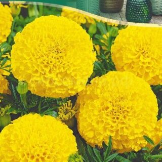 Бархатцы Мери Хелен прямостоячие, 0,3г /цв./