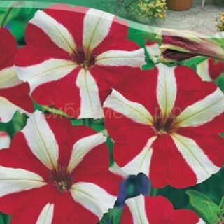 Петуния Баскин Роббинс F1, 10сем (цв.)