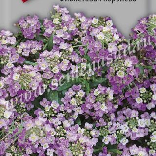 Алиссум ФИОЛЕТОВАЯ КОРОЛЕВА (П)