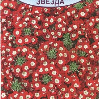 Вербена ГРАНАТОВАЯ ЗВЕЗДА /Аэлита/