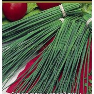 Лук шнитт Мудрец (П)