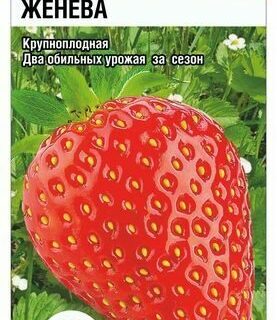 Земляника ЖЕНЕВА /СибСад/