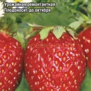 Земляника КОРОЛЕВА ЕЛИЗАВЕТА /СибСад/