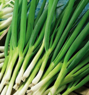 Лук Батун Сибиряк (УД)