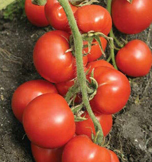 Томат Безрассадный (УД)