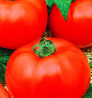 Томат Исполин (УД)