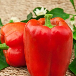 Перец Сибиряк F1 (УД)