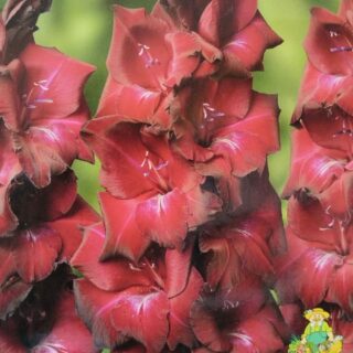 Гладиолус в асс. 1шт