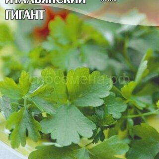 Петрушка листовая ИТАЛЬЯНСКИЙ ГИГАНТ 2гр /цв./