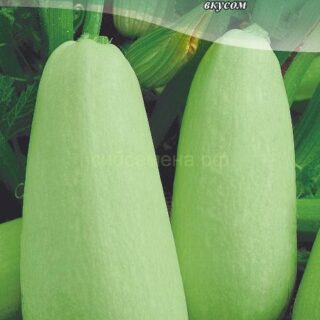 Кабачок Грибовские 37, 1г (цв.)