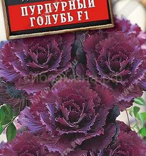 Капуста декоративная ПУРПУРНЫЙ ГОЛУБЬ/Аэлита/