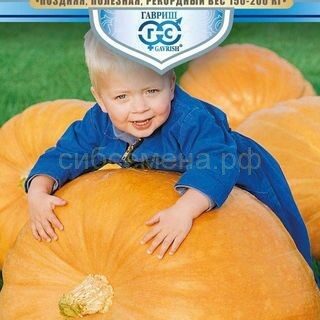 Тыква СТОПУДОВАЯ /Гавриш/