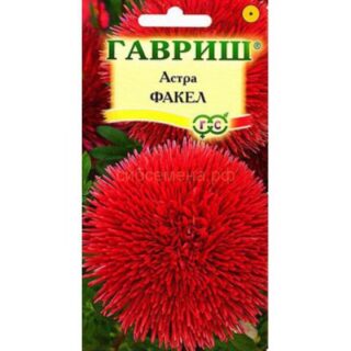 Астра ФАКЕЛ /Гавриш/