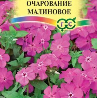Флокс ОЧАРОВАНИЕ малиновое /Гавриш/