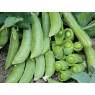 Горох СУПЕРСАХАРНЫЙ спаржевый /НК/