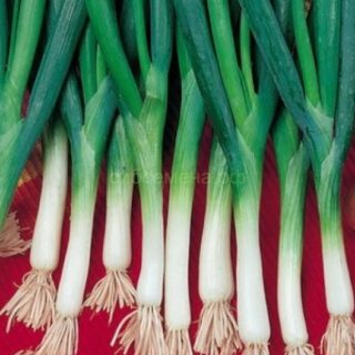 Лук Батун Нежность/НК/