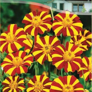 Бархатцы Веселый клоун откл, 0,1г (цв.)