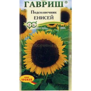 Подсолнечник Енисей (Гавр)