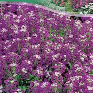 Алиссум ФИОЛЕТОВАЯ КОРОЛЕВА 0,1г /цв/