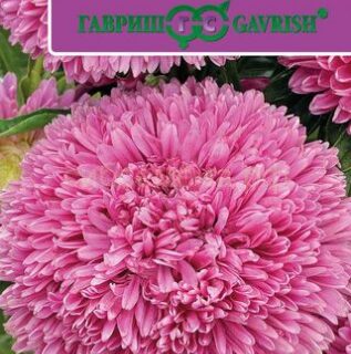 Астра БАЛЛОН, розовый, густомахровый /Гавриш/