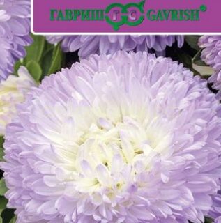 Астра БАЛЛОН, серебристо-голубой, густомахровый /Гавриш/