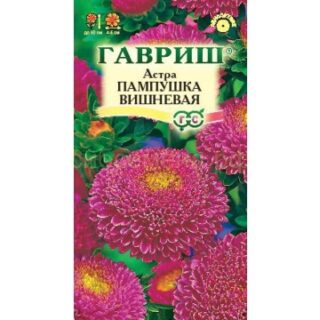 Астра ПАМПУШКА вишневая /Гавриш/