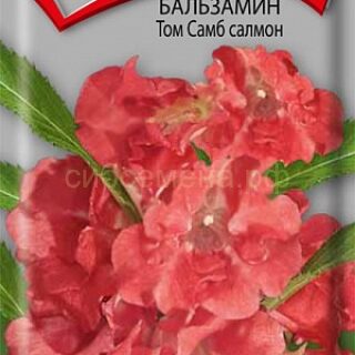 Бальзамин ТОМ САМБ салмон /Поиск/