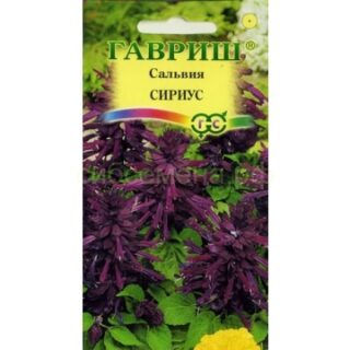 Сальвия Сириус карликовая фиолет (Гавр)