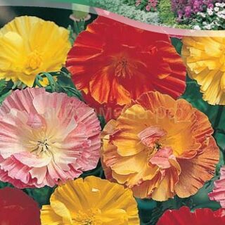 Эшшольция Балерина смесь, 0,2г (цв.)