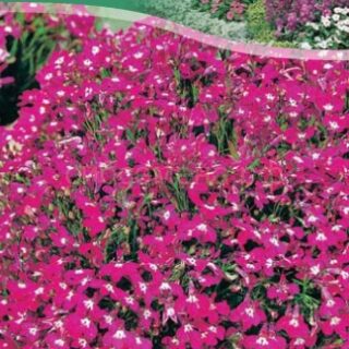 Лобелия Королевский дворец, 0,05г (цв)