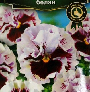 Виола КАН КАН F1, белая /Аэлита/