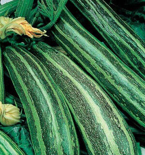 Кабачок цуккини Египетская сила (УД)