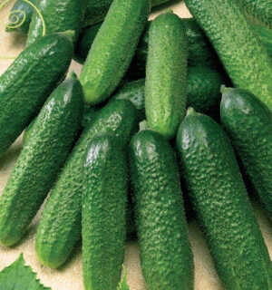 Огурец Деликатес (УД)