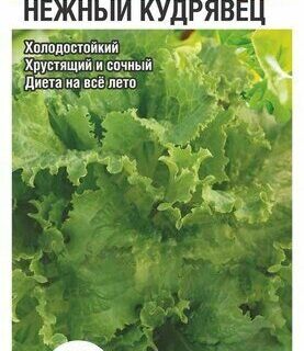 Салат НЕЖНЫЙ КУДРЯВЕЦ /СибСад/