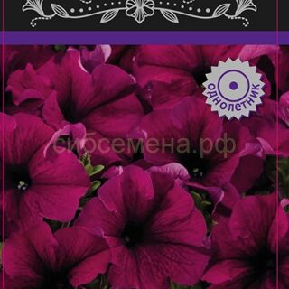 Петуния АЛАДДИН бордовая , грандифлора /П/