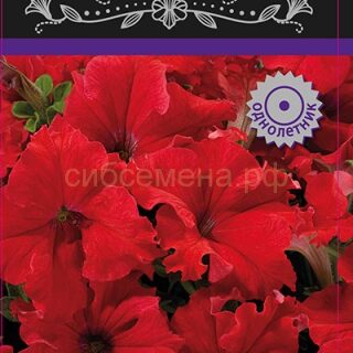 Петуния АЛАДДИН красная , грандифлора /П/