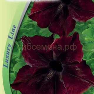 Петуния ПИКОВАЯ ДАМА F1, крупноцветковая /Премиум/