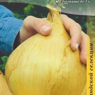 Лук ЭКСИБИШЕН репчатый /цв./