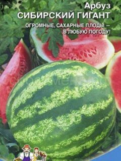 Арбуз СИБИРСКИЙ ГИГАНТ (УД)